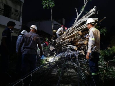 Árboles caen en la Zona Colonial tras intensas lluvias y vientos