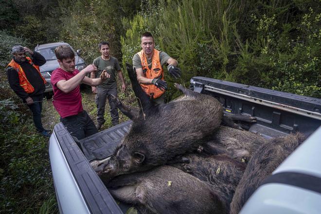 Catalunya adelanta la temporada de caza del jabalí tras detectar 13 nuevos positivos de peste porcina