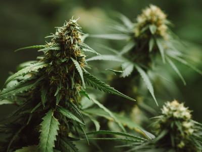 EE. UU. dice que marihuana medicinal es una droga de menor riesgo