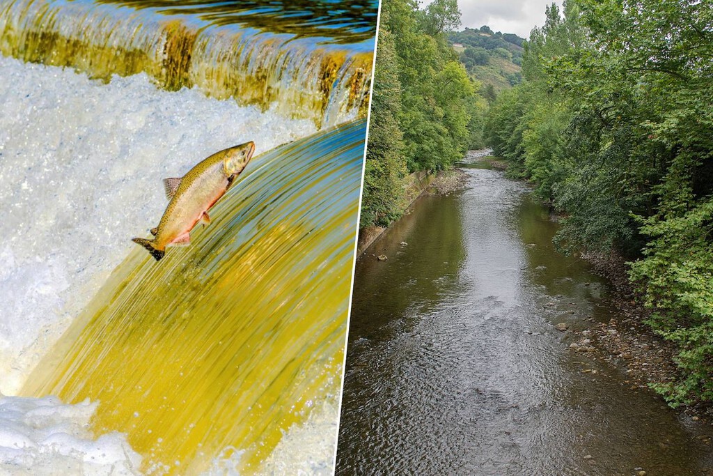 El salmón del Bidasoa es el canario en la mina: son más pequeños que nunca, nadan más lejos y mueren ante un río a más de 20ºC