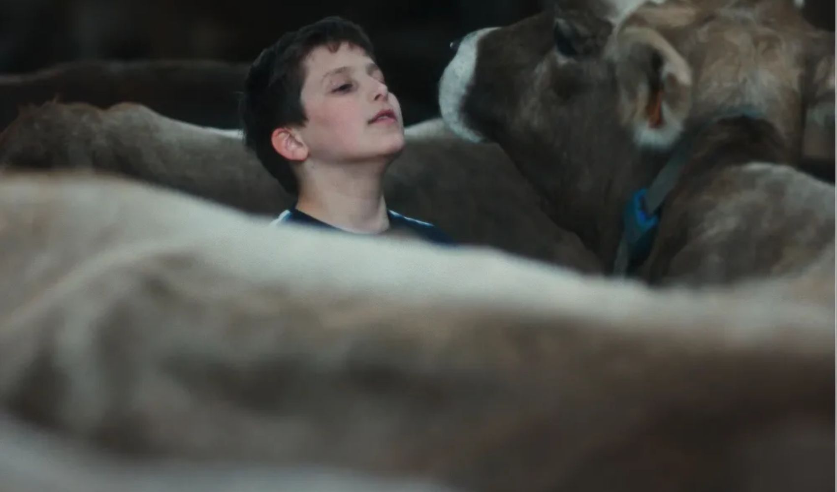 Gabin: El documental que retrata una década de vida rural en Cannes