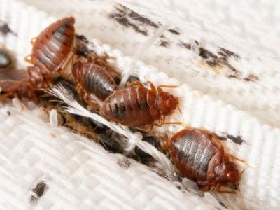 Infestaciones de chinches en el metro: proyecto de ley en Nueva York