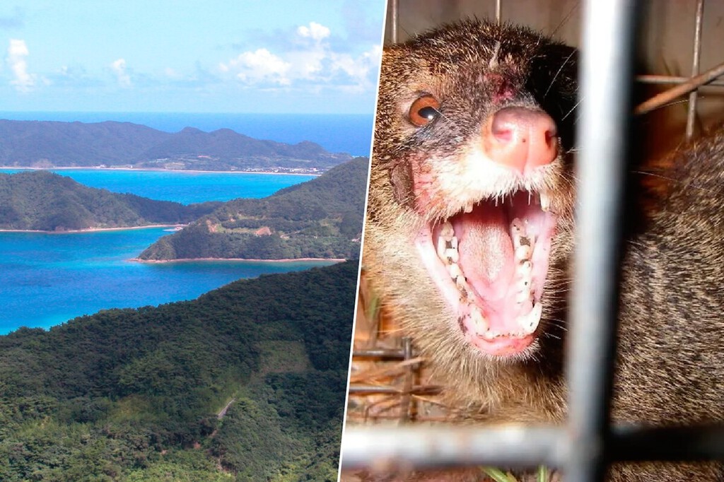 Japón envió a la criatura equivocada para erradicar las serpientes de una isla