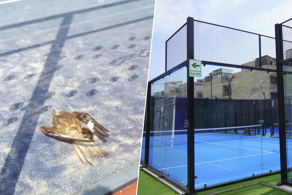 La fiebre por el pádel causa la muerte de miles de pájaros en España