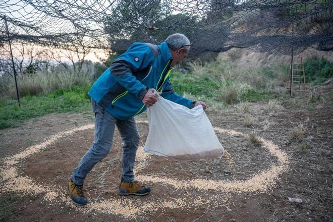 Las empresas dedicadas a la captura de jabalíes reclaman participar en el operativo de Collserola: "Nos ofrecimos y no obtuvimos respuesta"
