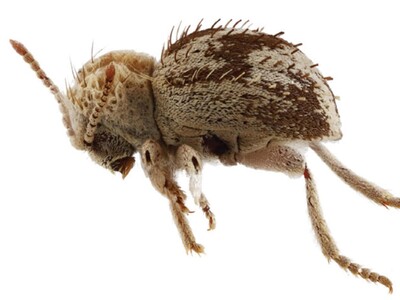 Nueva especie de 'escarabajo araña' en reserva de la costa sur de Perú