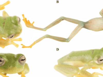 Rana de cristal Ecuador: nueva especie y su importancia ecológica