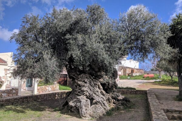 Sabíamos que los olivos eran árboles muy viejos, lo que no imaginábamos es que llegaran a los 4.000 años de edad