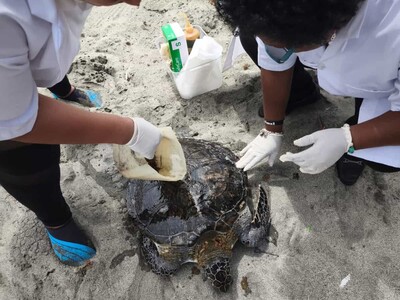 Una tortuga aparece muerta días después de su liberación
