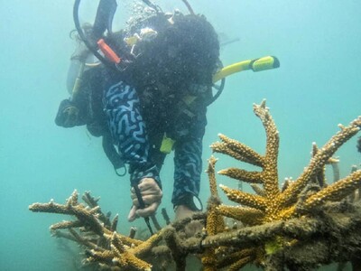 Antiguas pescadores ayudan con restauración de corales en Colombia