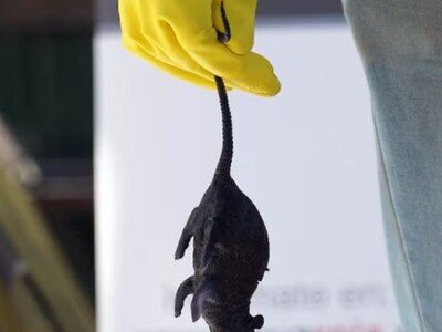 Casos de hantavirus en Chile: letalidad y brotes recientes