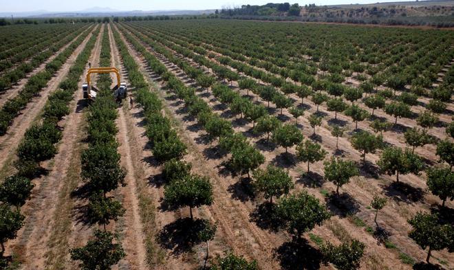 España prevé duplicar sus exportaciones de pistacho a Europa, tras el cierre de fronteras de Irán por la guerra