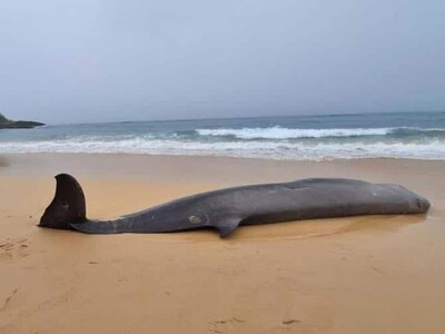 Hallan ballena picuda muerta en Río San Juan