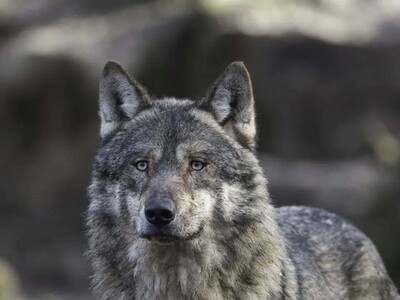 Mujer es atacada por un lobo en Grecia y sobrevive