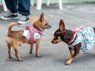 Nueva York busca soluciones para el excremento de perros