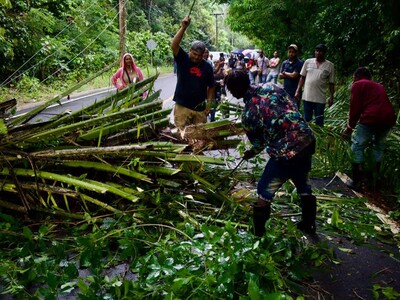 Palma caída en Bayaguana interrumpe paso de vehículos