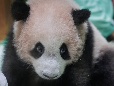 Panda gigante Indonesia: el primer nacimiento en un zoológico