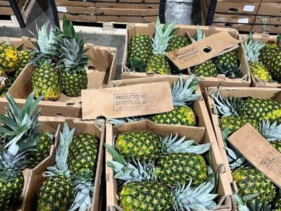 Policía de Ecuador realiza decomiso de droga en puerto