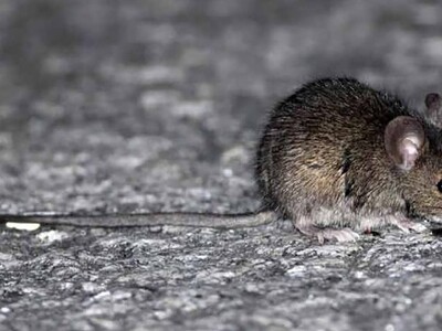 Qué es el hantavirus, el virus peligroso detectado en un crucero