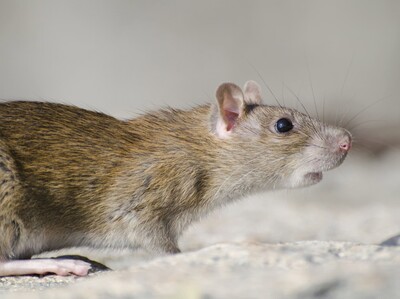 Salud Pública dice no hay evidencia de hantavirus en RD