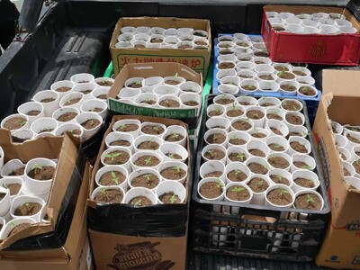 Decomisan 421 plantas de presunta marihuana en La Cuaba