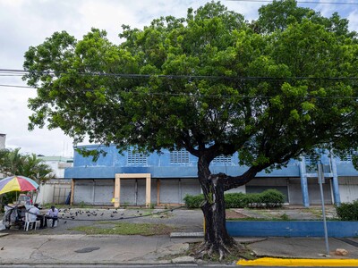 Fotosíntesis en robles no siempre implica crecimiento, según estudio
