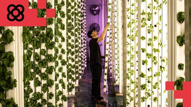 Groots, la foodtech’ catalana de agricultura vertical que conquista los grandes supermercados