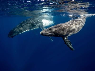 Islandia inicia caza de ballenas tras pausa de dos años