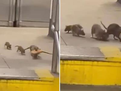 Las ratas de Nueva York han mutado y son más resistentes a pesticid