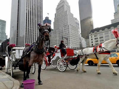 Retoman paseos en carruajes tirados por caballos en Nueva York