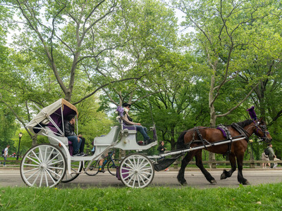 Suspenden paseos en carruajes en Central Park tras muerte de turista