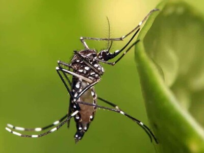 ¿Por qué no avanzó una solicitud para introducir mosquito modificado?