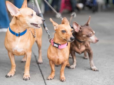 Distrito Nacional realiza jornada de bienestar animal con esterilizaci