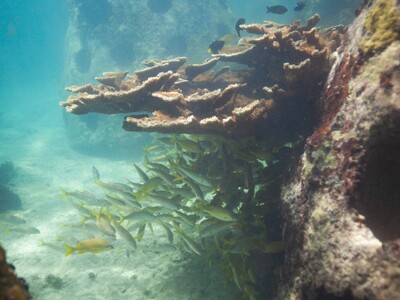 Ecosistemas marinos República Dominicana y su futuro económico