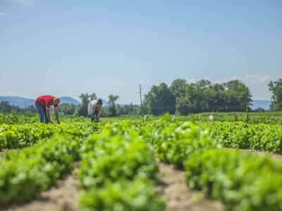 Efectos del cambio climático en la agricultura y la producción mundial