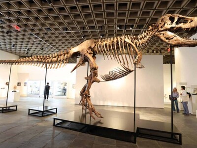 Esqueleto Tyrannosaurus rex se vende en subasta por 50.1 millones
