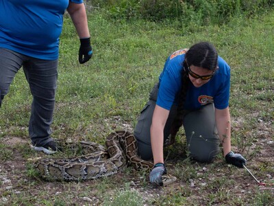 Florida Python Challenge busca frenar pitón birmana