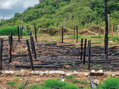 Ocoa suma más de 15,437 plantas de marihuana decomisadas