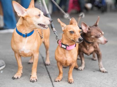 Calor en Corea del Norte y la sopa de carne de perro como solución