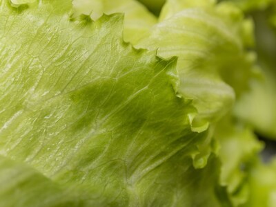Ciclosporiasis en Estados Unidos: brote vinculado a lechuga iceberg se expande a 20 estados