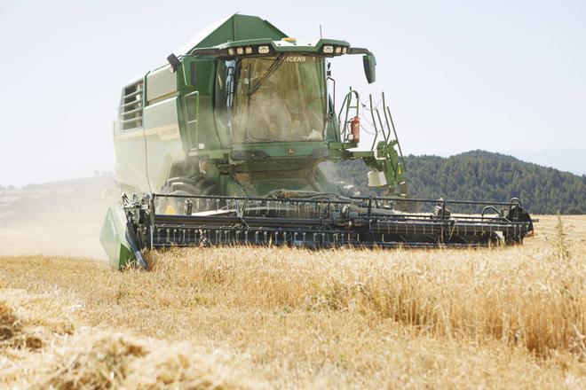 El precio del cereal para piensos sube de golpe y activa las alertas ante un inminente encarecimiento de la carne de pollo y de cerdo