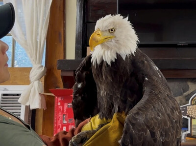 Tristeza por el fallecimiento de águila calva Jackie en Big Bear Valle