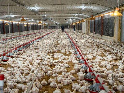 Aumento de costos en la avicultura impacta producción en República Dominicana