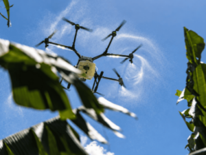 El sector agropecuario en República Dominicana demanda modernización y relevo generacional