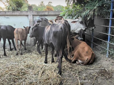 Ingreso clandestino de animales de Haití genera alerta por riesgo de ántrax en República Dominicana