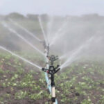La sequía impacta gravemente al sector agropecuario en República Dominicana