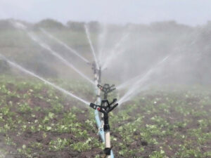 La sequía impacta gravemente al sector agropecuario en República Dominicana