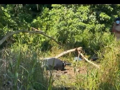 Hallan cuerpo enterrado que se presume es Anderson Rodríguez en Nagua