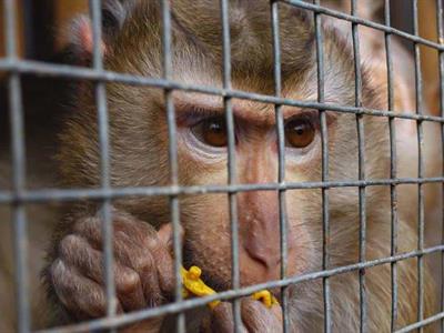 Interpol incauta más de 1,000 animales en operación regional