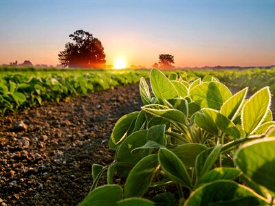 La soya sostenible gana peso en la producción de proteína animal